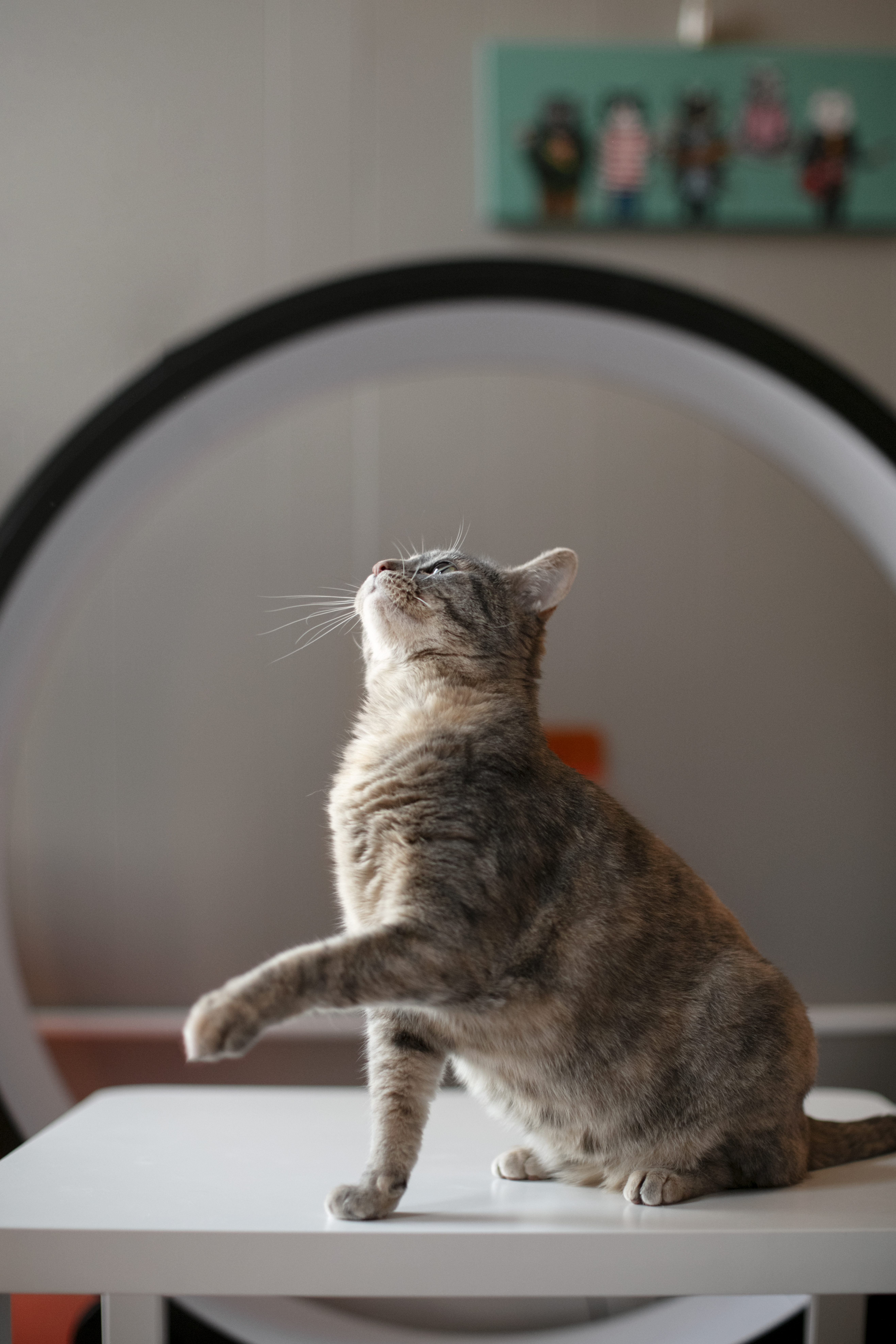 Pet Photography Service