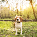 Pet Photography Service