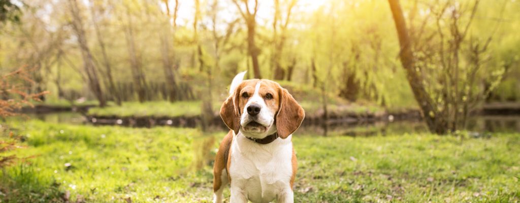 Pet Photography Service